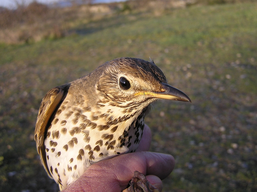 Song Thrush, Sundre 20070505